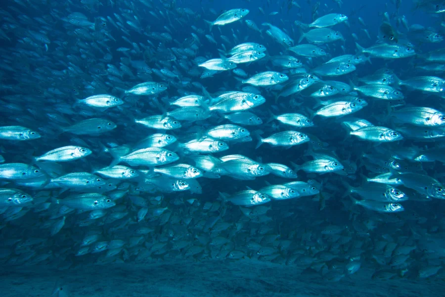 Banco de peces plateados