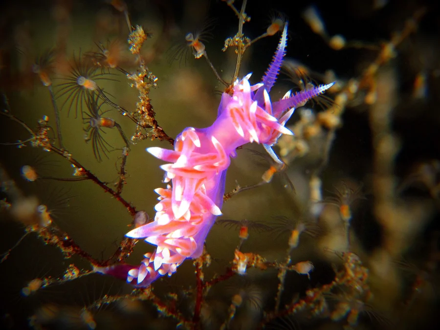 Nudibranquio rosa sobre un gorgonario