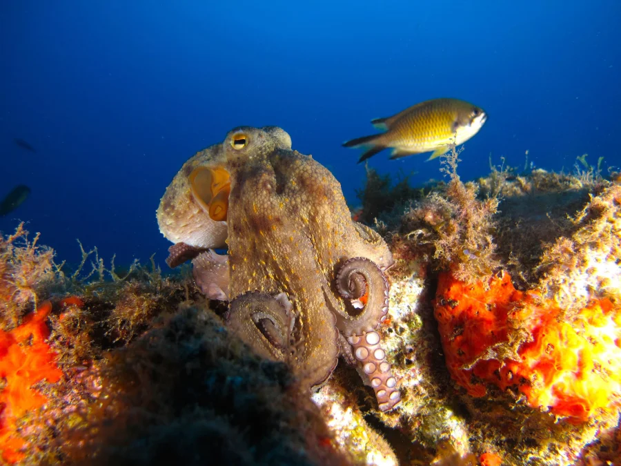 Pulpo sobre un arrecife junto a un pez