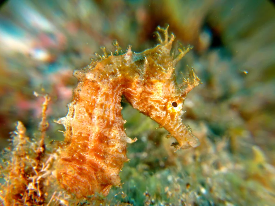 Caballito de mar entre algas